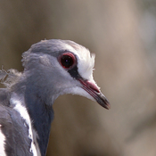 Wonga Pigeon
